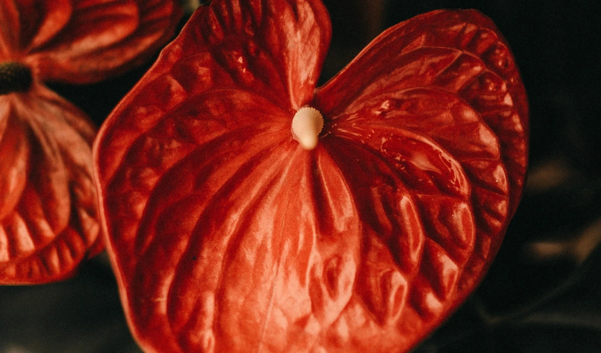 Photography4 Blog Pic4